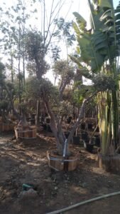 تشجير حديقة المنزل بالقصيم بأفضل الاسعار