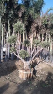 تشجير حديقة المنزل بالقصيم بأفضل الاسعار